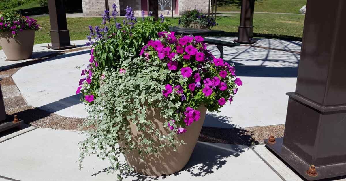 Beige planter filled with vibrant purple and silver foliage plants on a concrete patio surrounded by greenery.